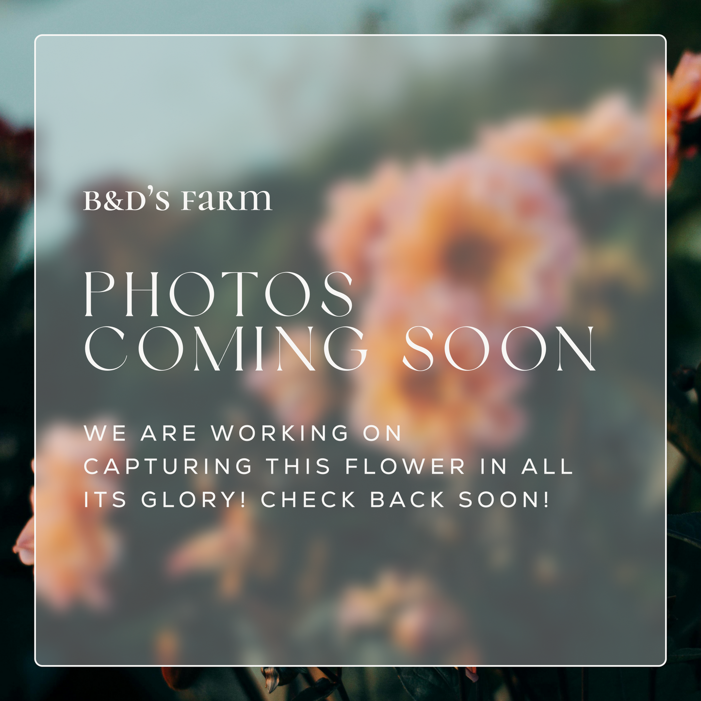 Levi Revenant Rooted Cutting