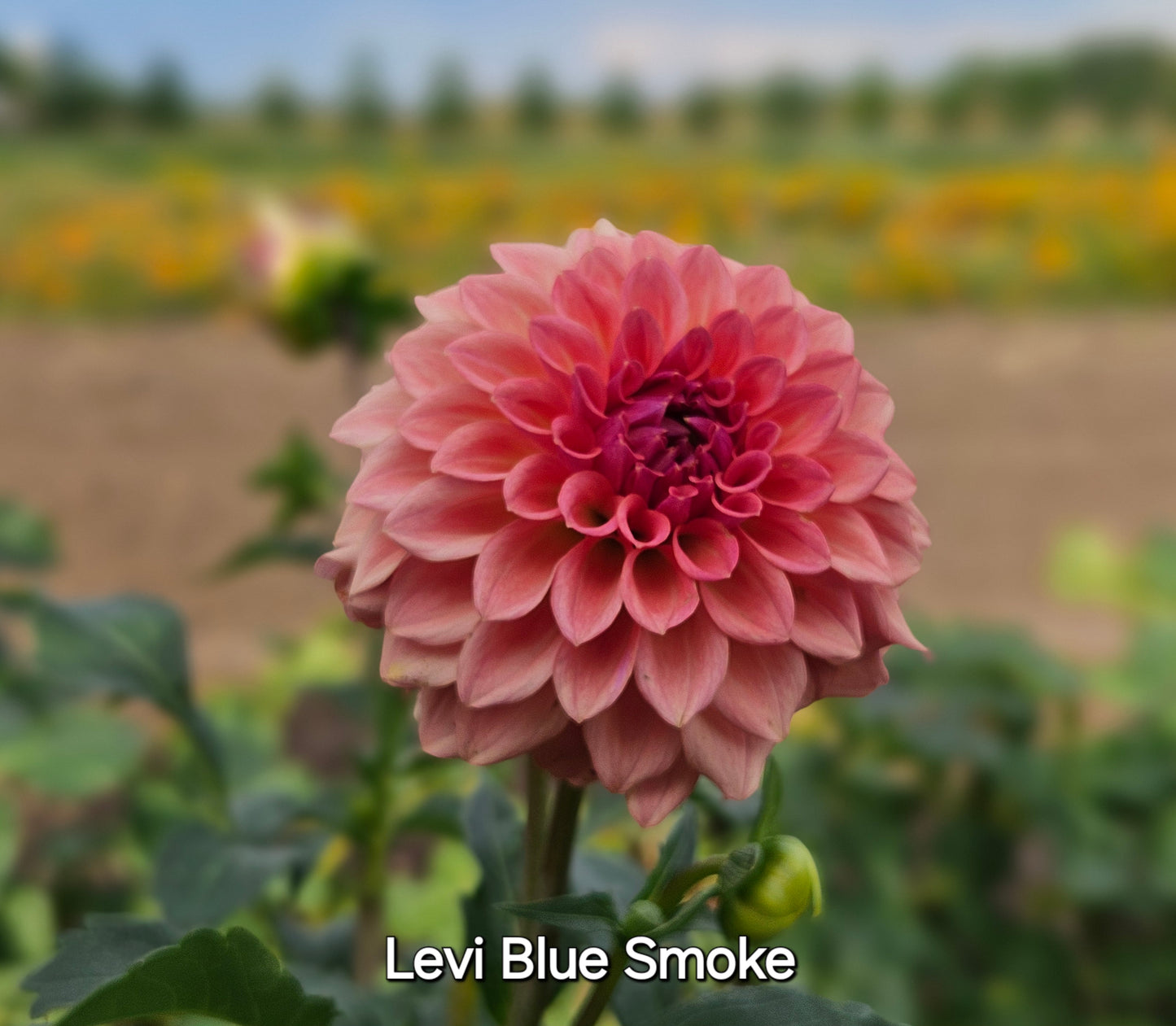 Levi Blue Smoke Rooted Cutting