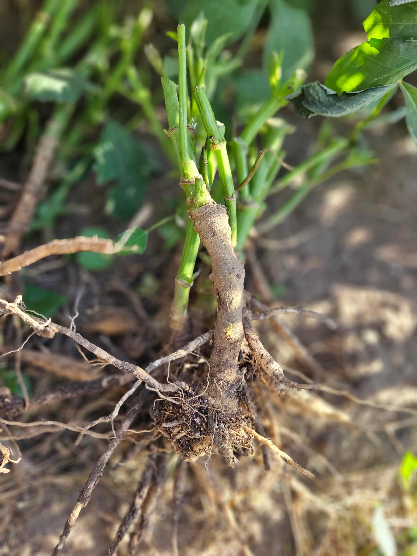 Ka Creme Brulee Bare Roots