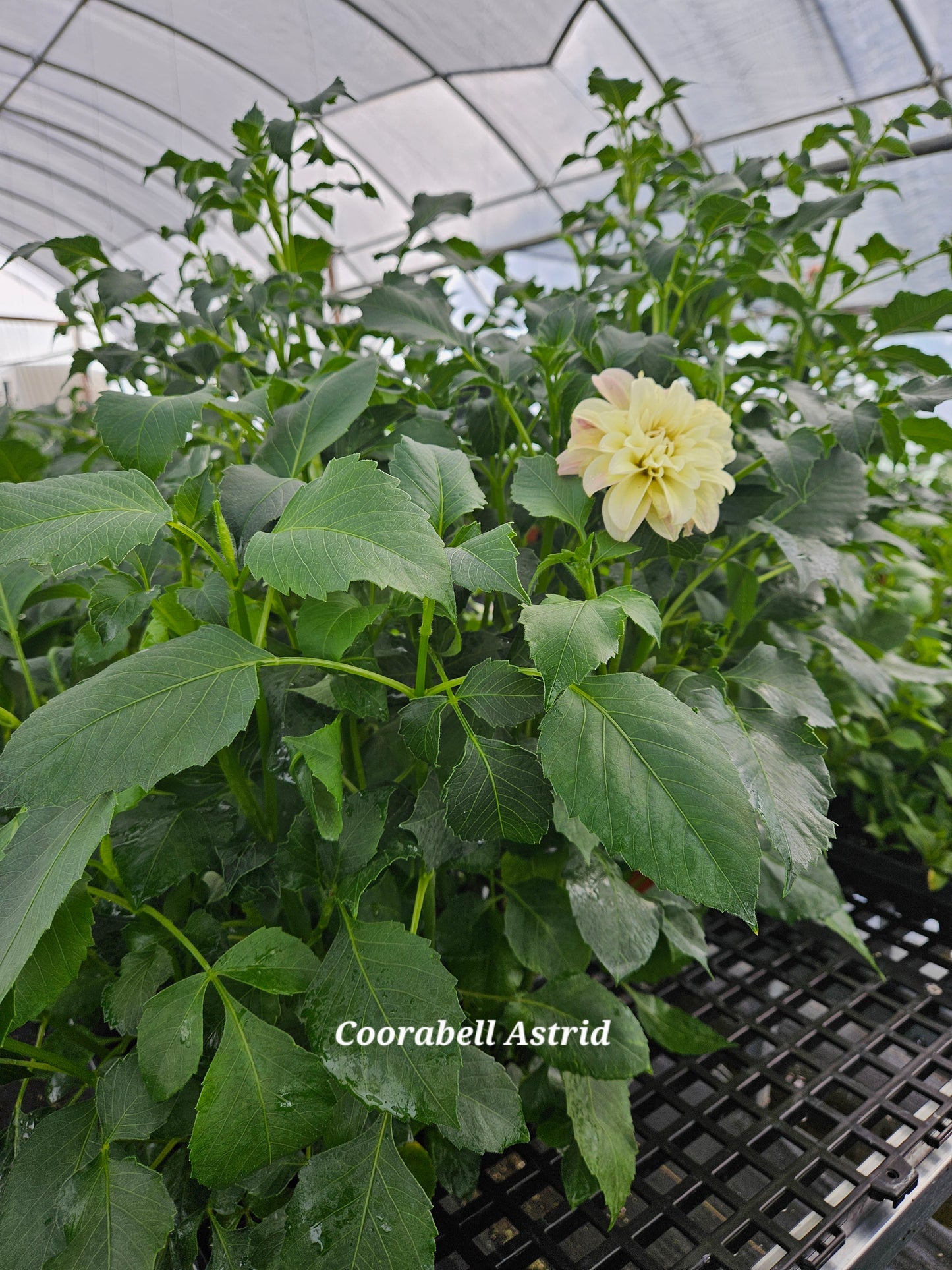 Coorabell Astrid