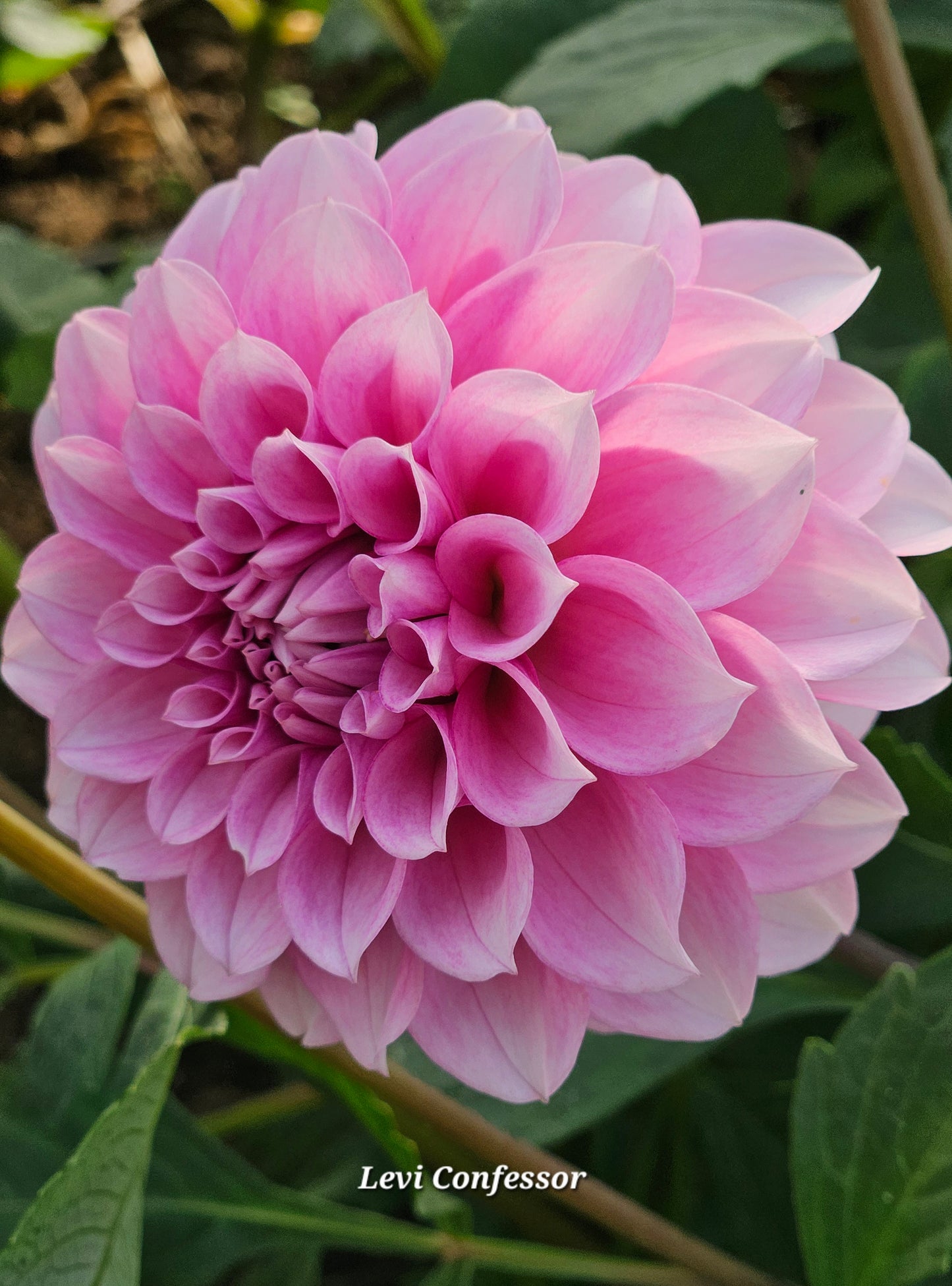 Levi Confessor Rooted Cutting