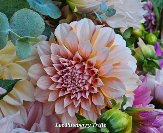 Lee Pineberry Trifle Tuber