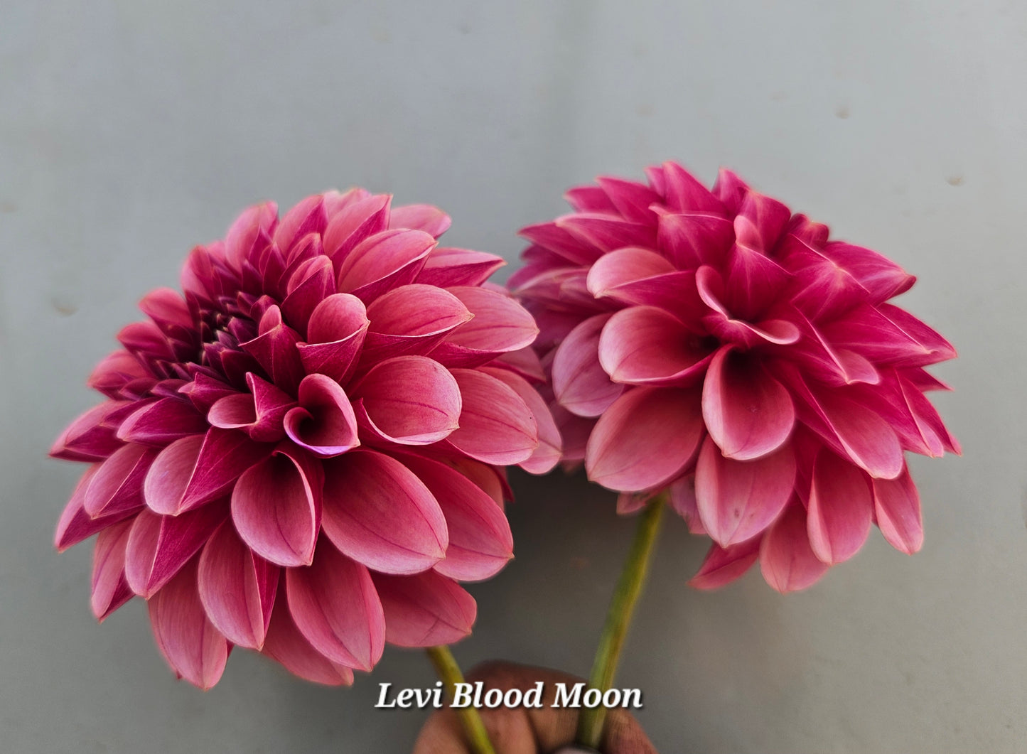 Levi's Blood Moon Rooted Cutting