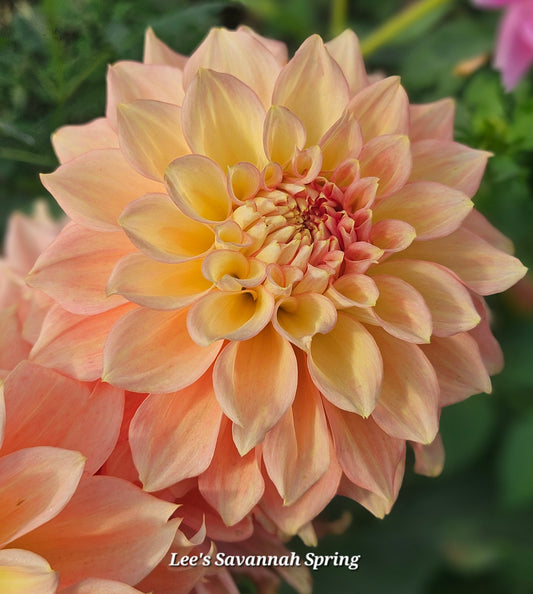 Lee's Savannah Spring Tuber