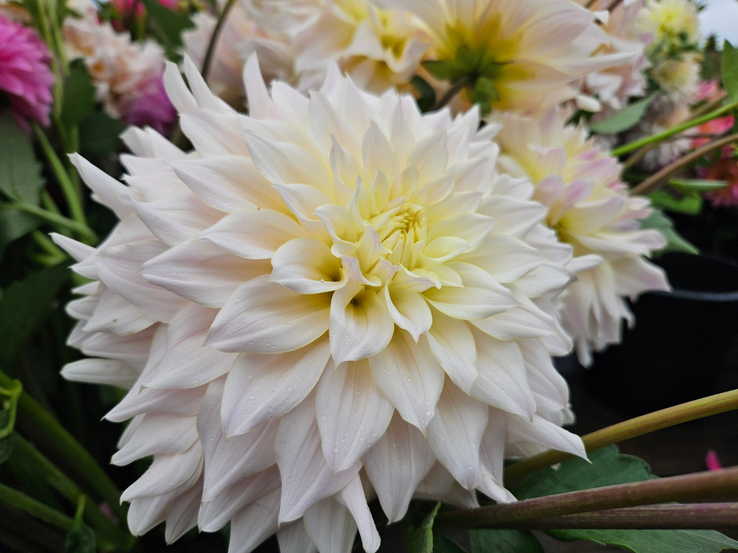 Lee's Halo Tubers
