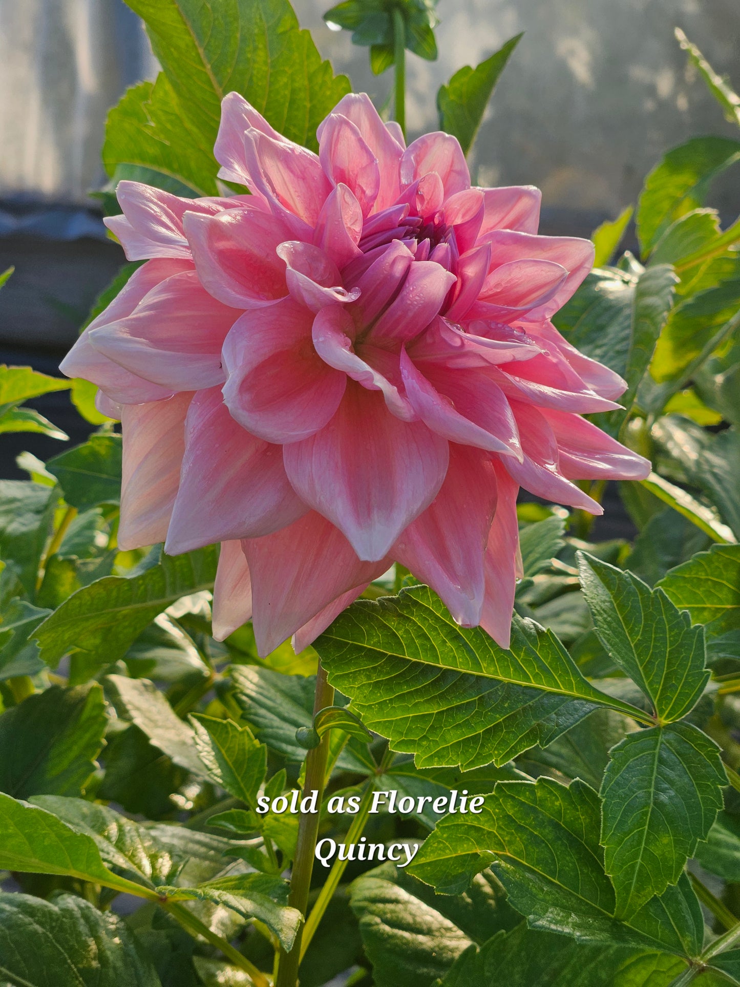 Florelie ?