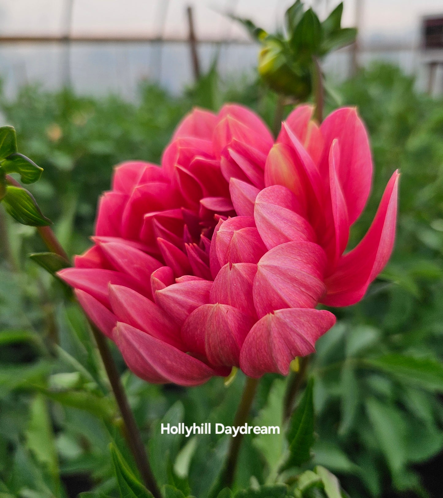 Hollyhill Daydream Tubers