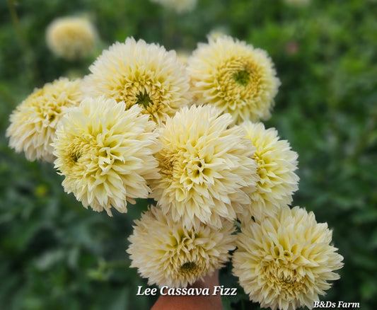 Lee's Cassava Fizz Tuber