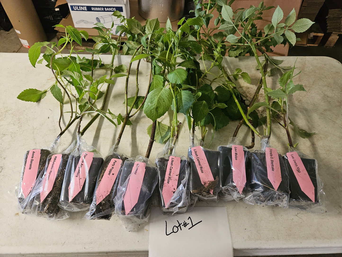 Lot #1