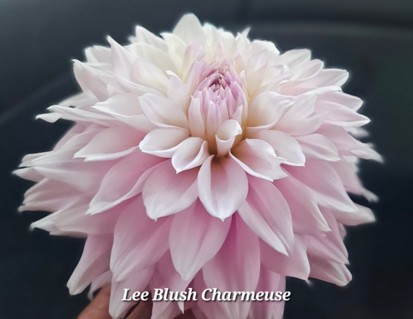 Lee's Blush Charmeuse Tubers