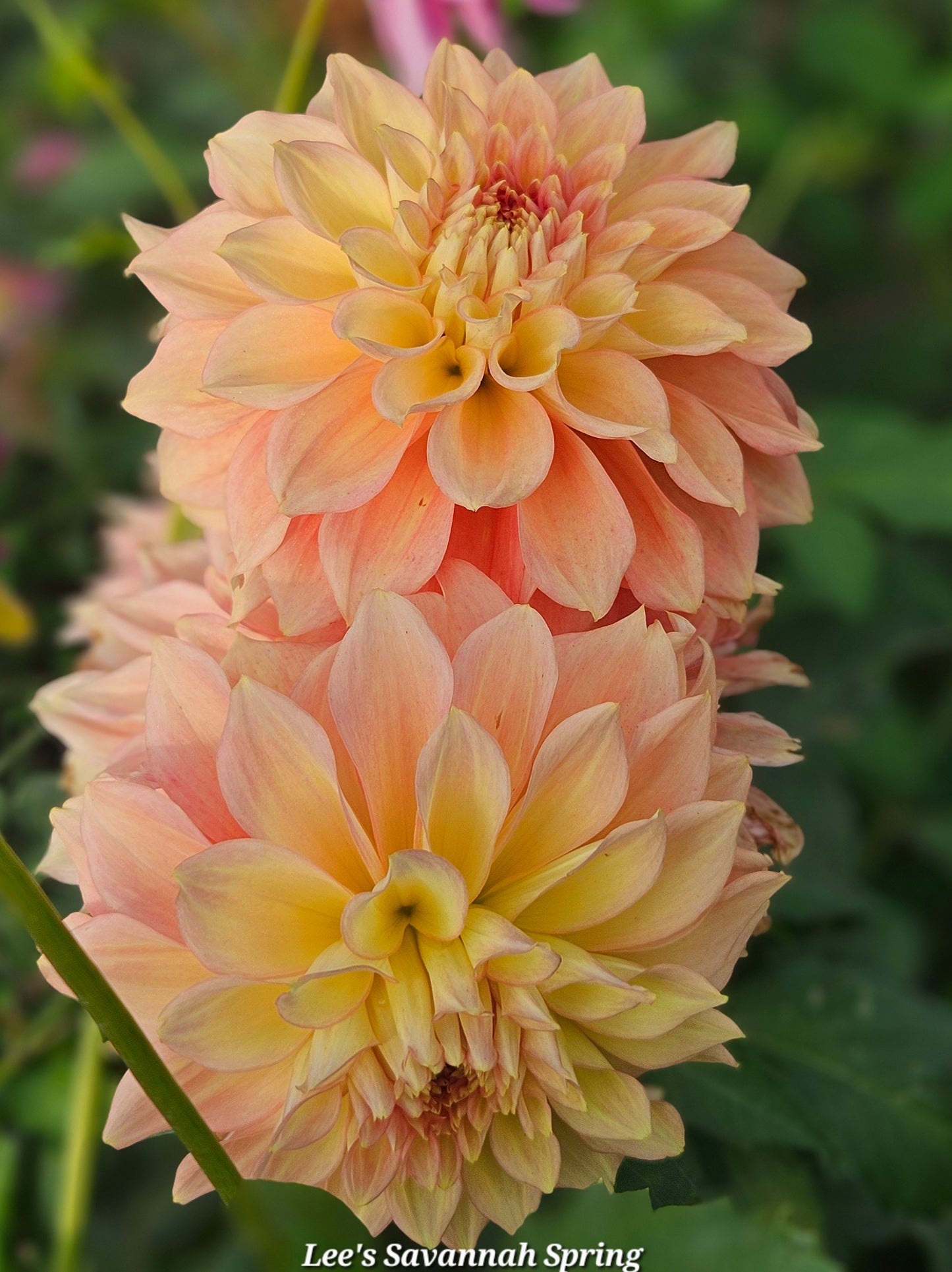 Lee's Savannah Spring Tubers