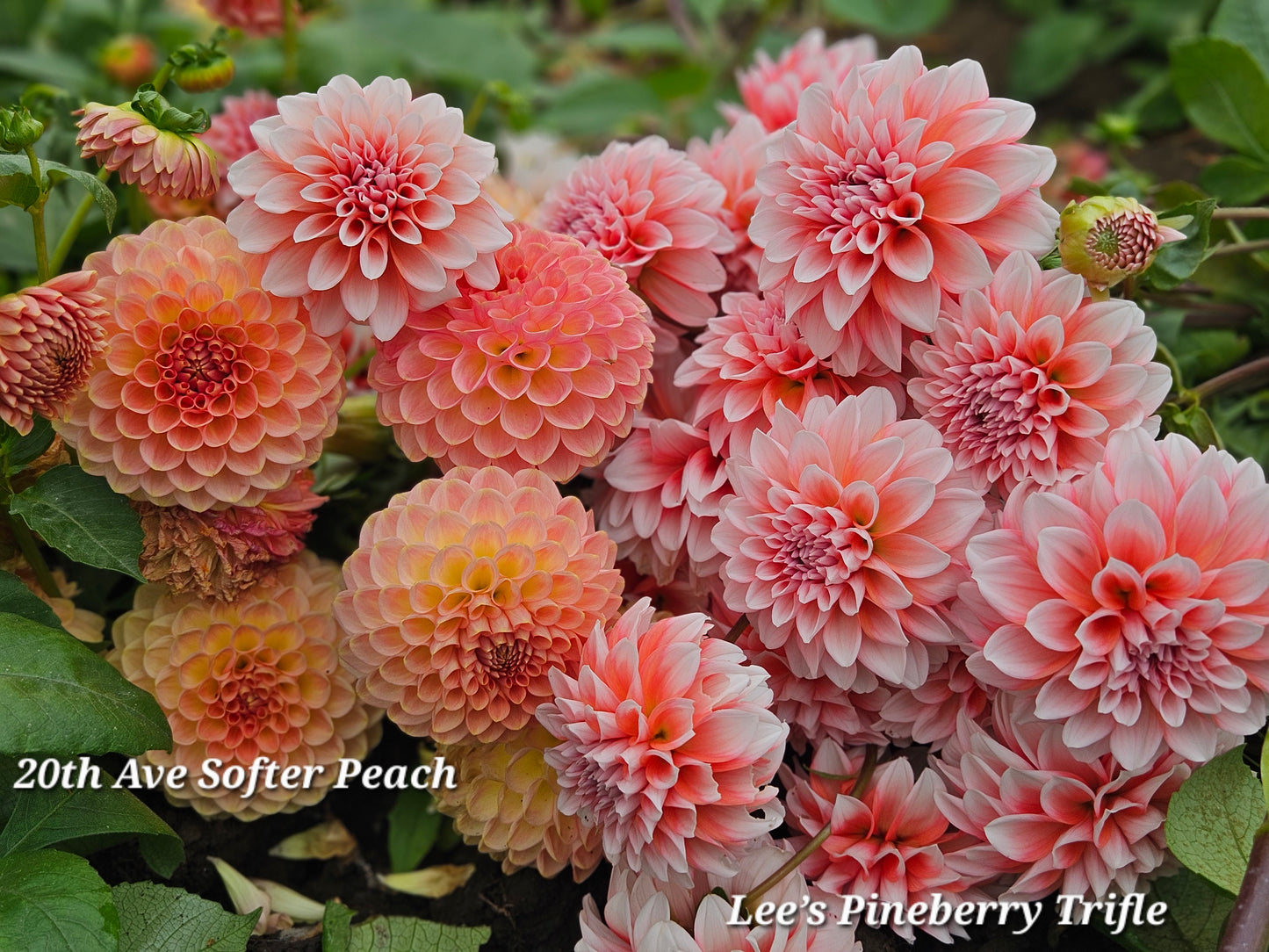 20th Ave Softer Peach Tuber