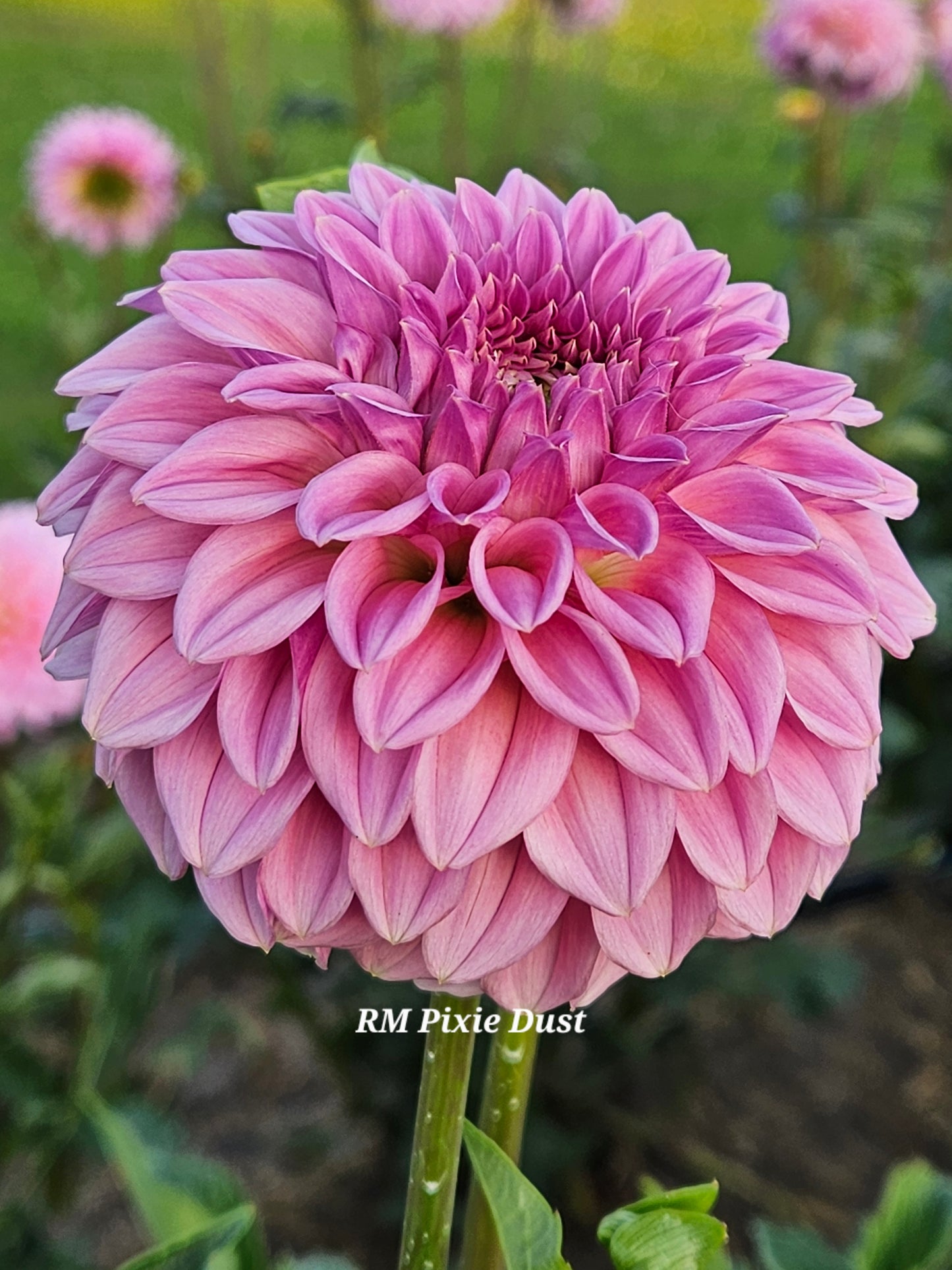 RM Pixie Dust Rooted Cutting
