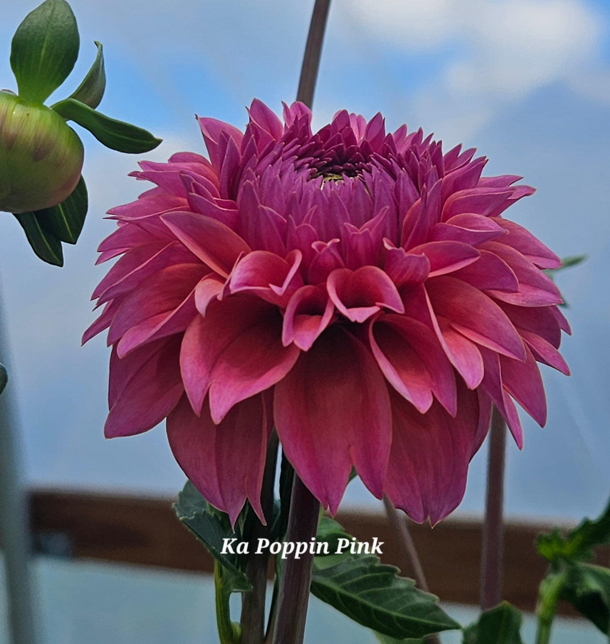 Ka Poppin Pink Rooted Cutting 2026