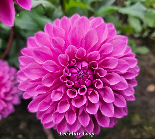 Lee's Flute Loop Lilac Tuber