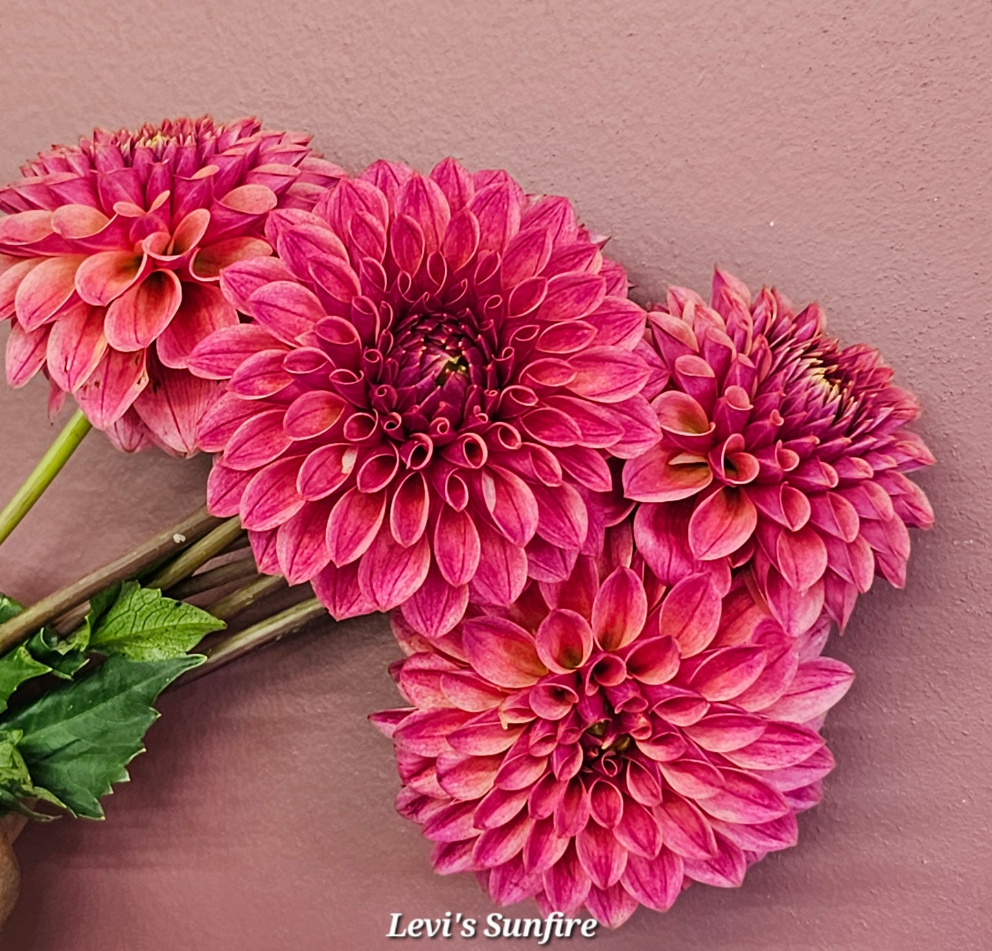 Levi Sunfire Rooted Cutting