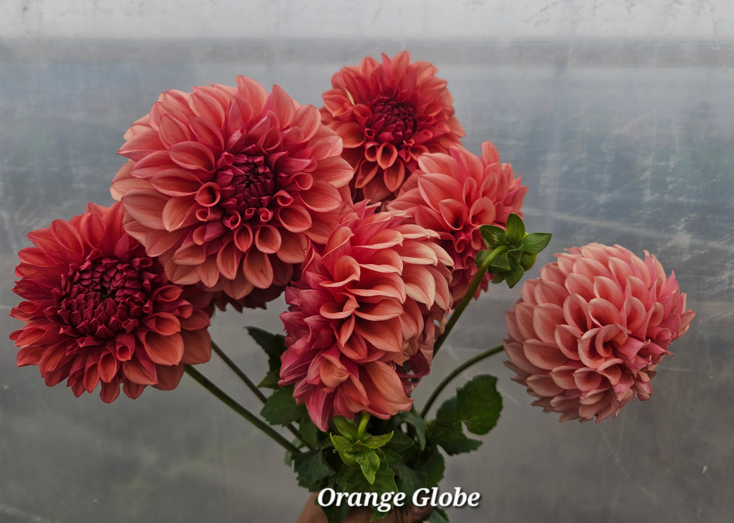 Orange Globe Tuber