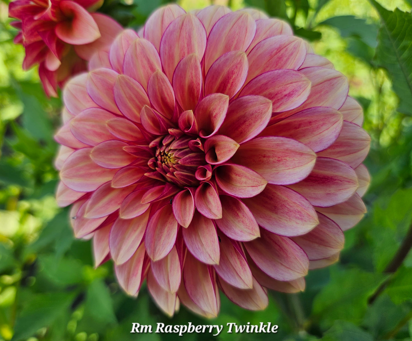 Rm Raspberry Twinkle Rooted Cutting 2025