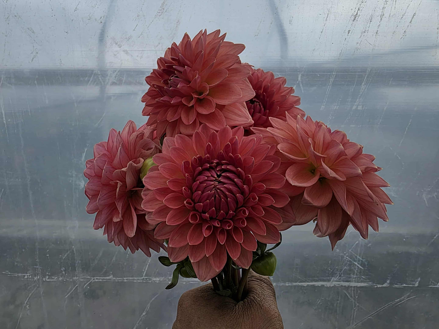 Lee's Zesty Peach Tuber