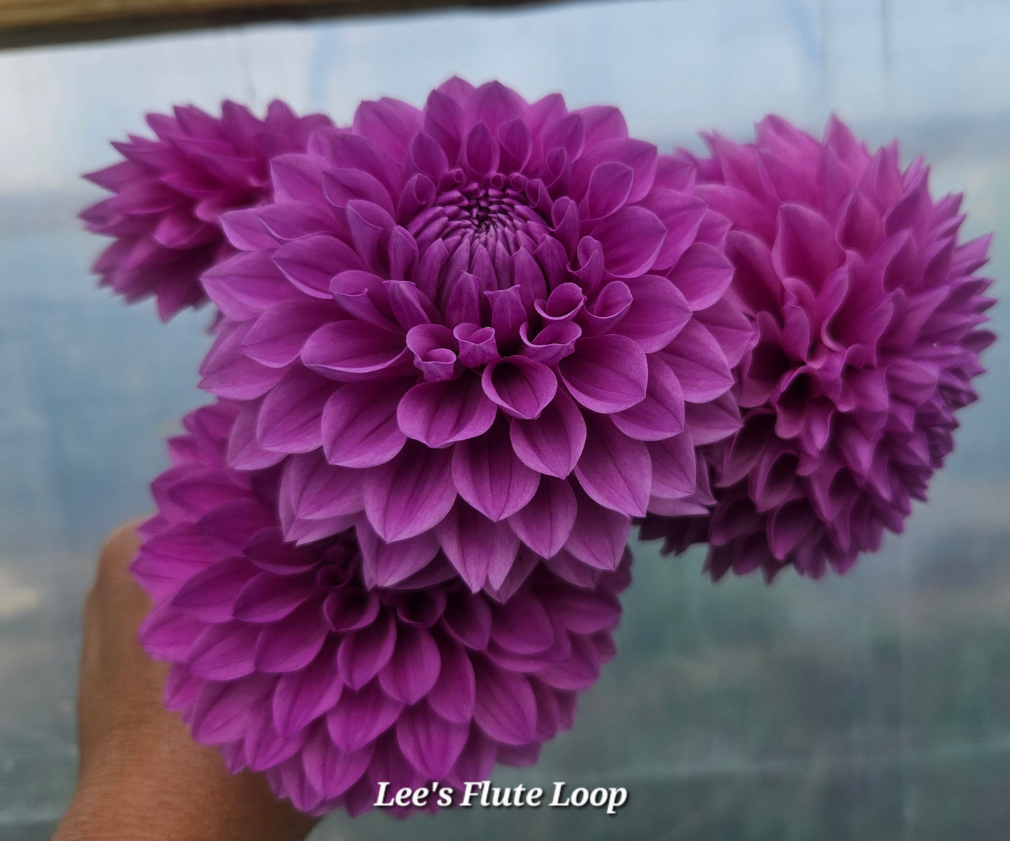 Lee's Flute Loop Lilac Tubers