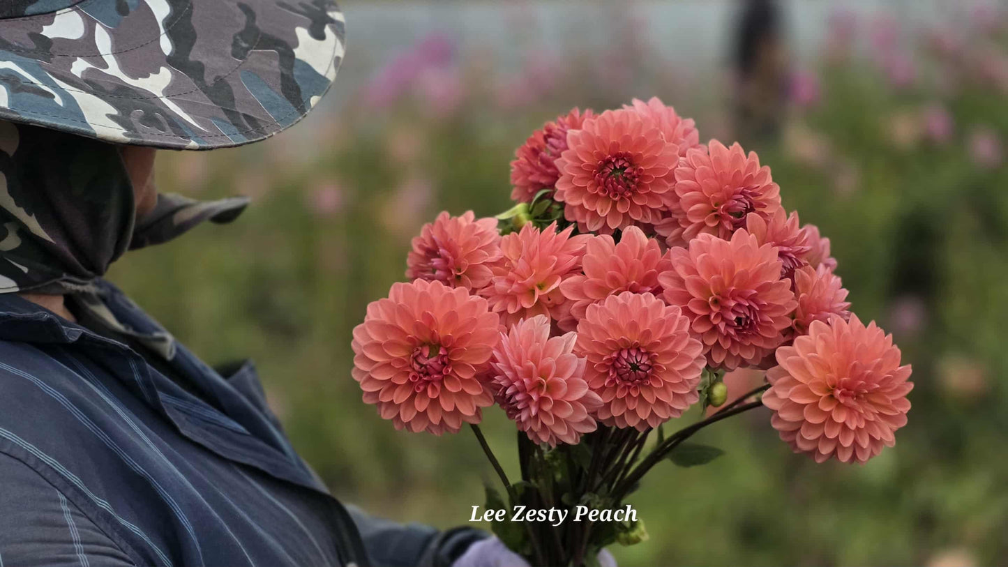 Lee's Zesty Peach Tuber