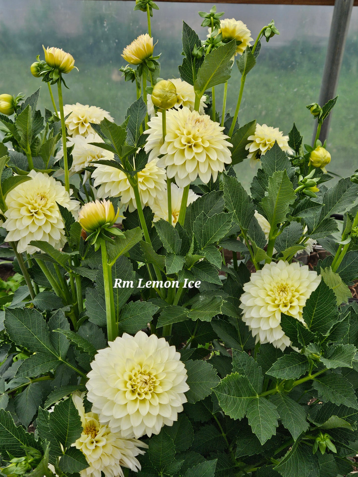 RM Ice Rooted Cutting