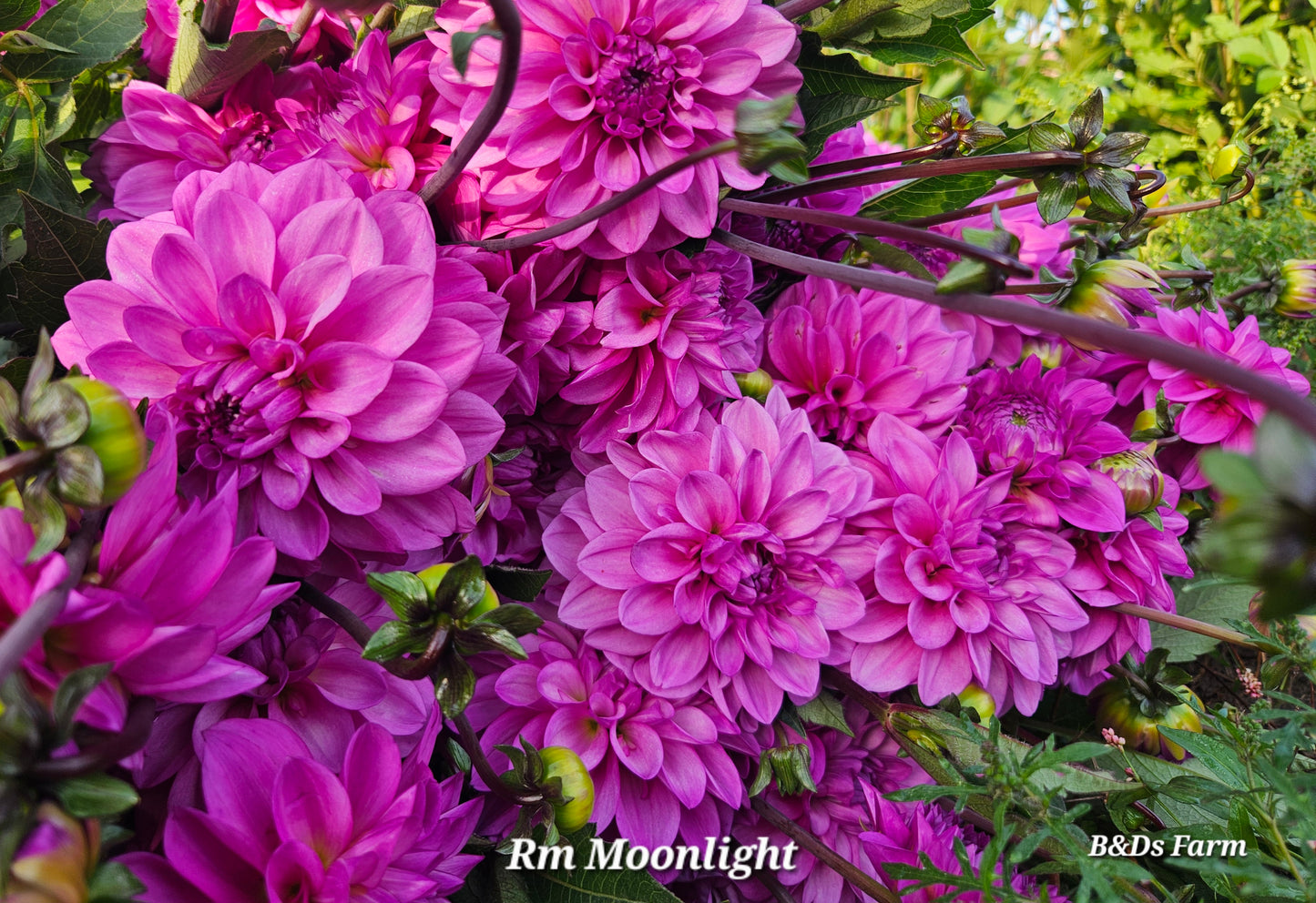 Rm Moonlight Rooted Cutting