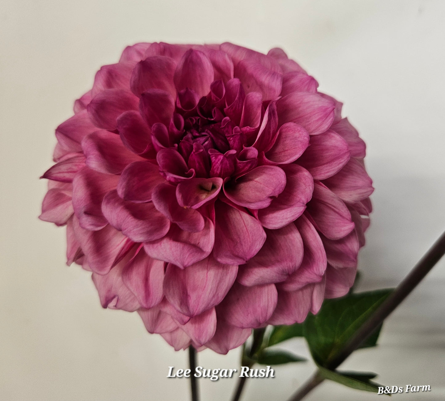 Lee's Sugar Rush Tuber