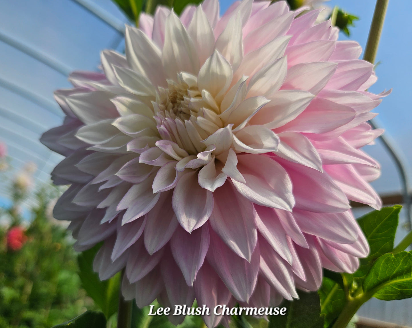 Lee's Blush Charmeuse Tubers