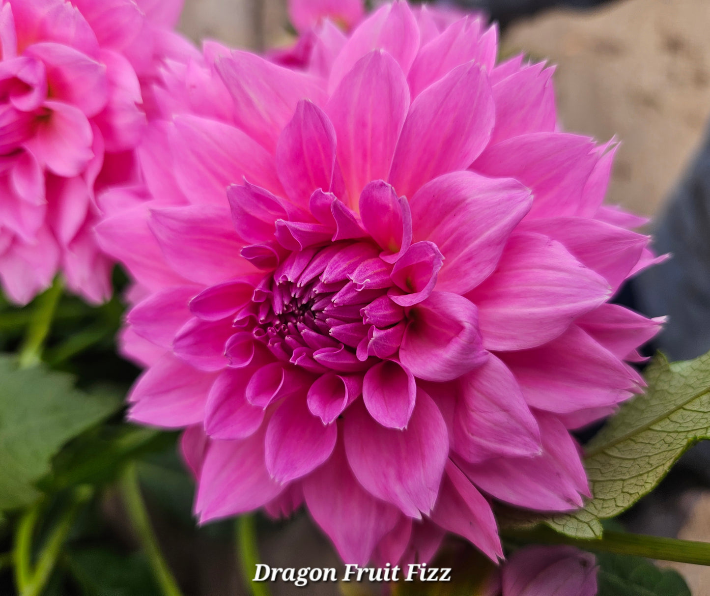 Lee's Dragonfruit Fizz Tubers