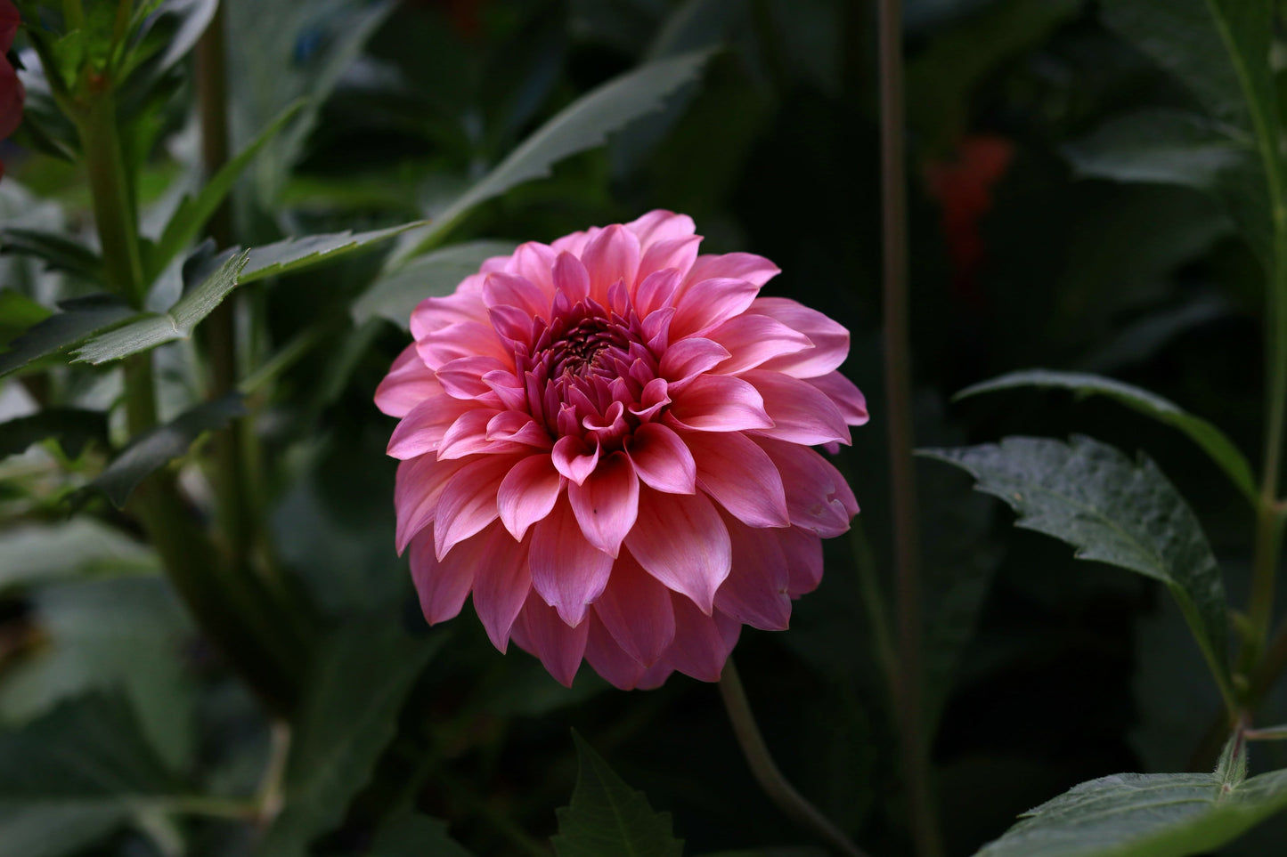 Levi Bubble Gum Rooted Cutting