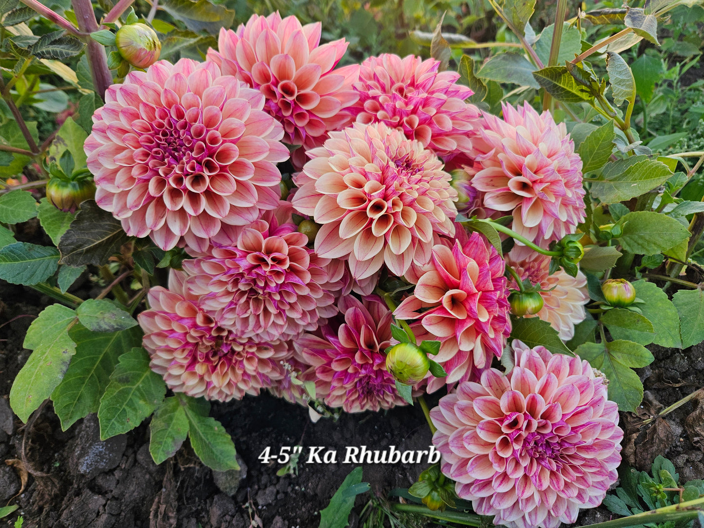 Ka Rhubarb Rooted Cutting 2025