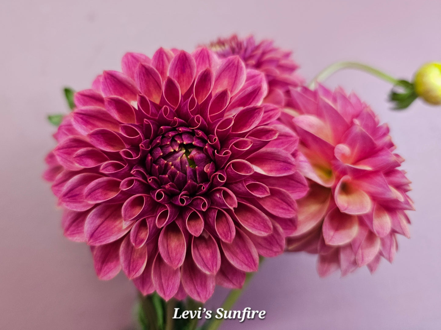 Levi Sunfire Rooted Cutting