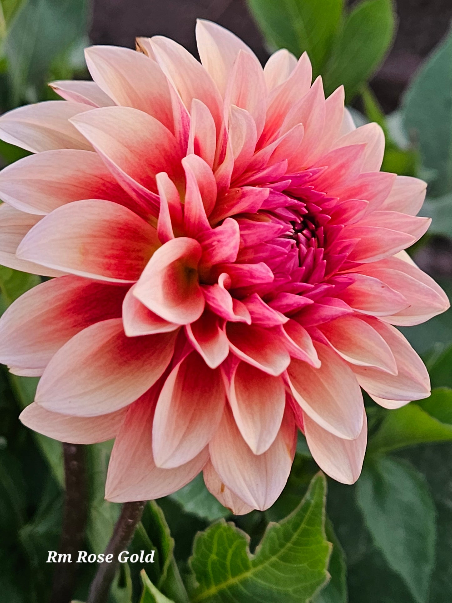 RM Rose Gold Rooted Cutting