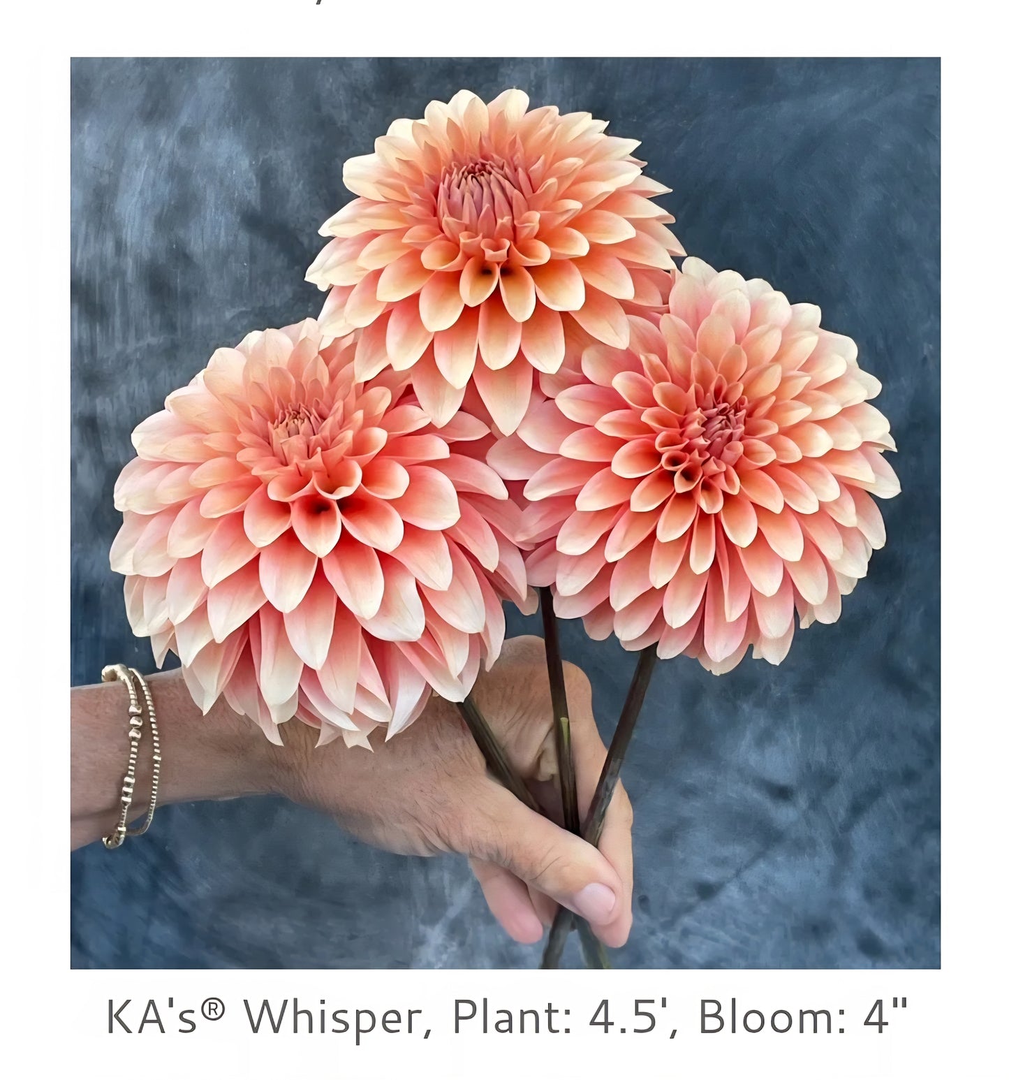 Ka Whisper Rooted Cutting 2026