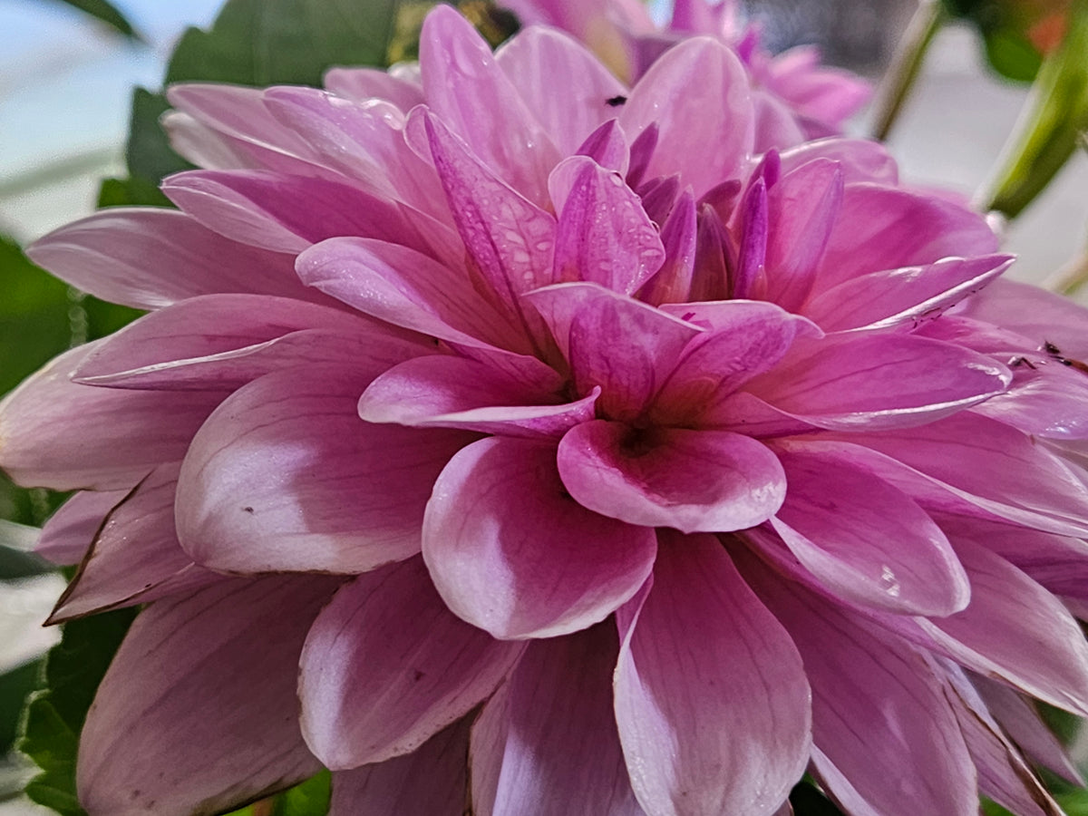 RM Sugerplum Fairy Rooted Cutting