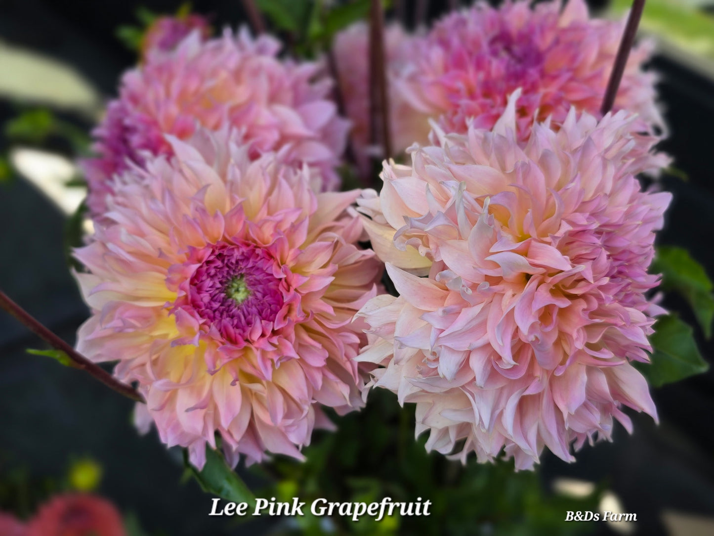 Lee's Pink Grapefruit Tubers