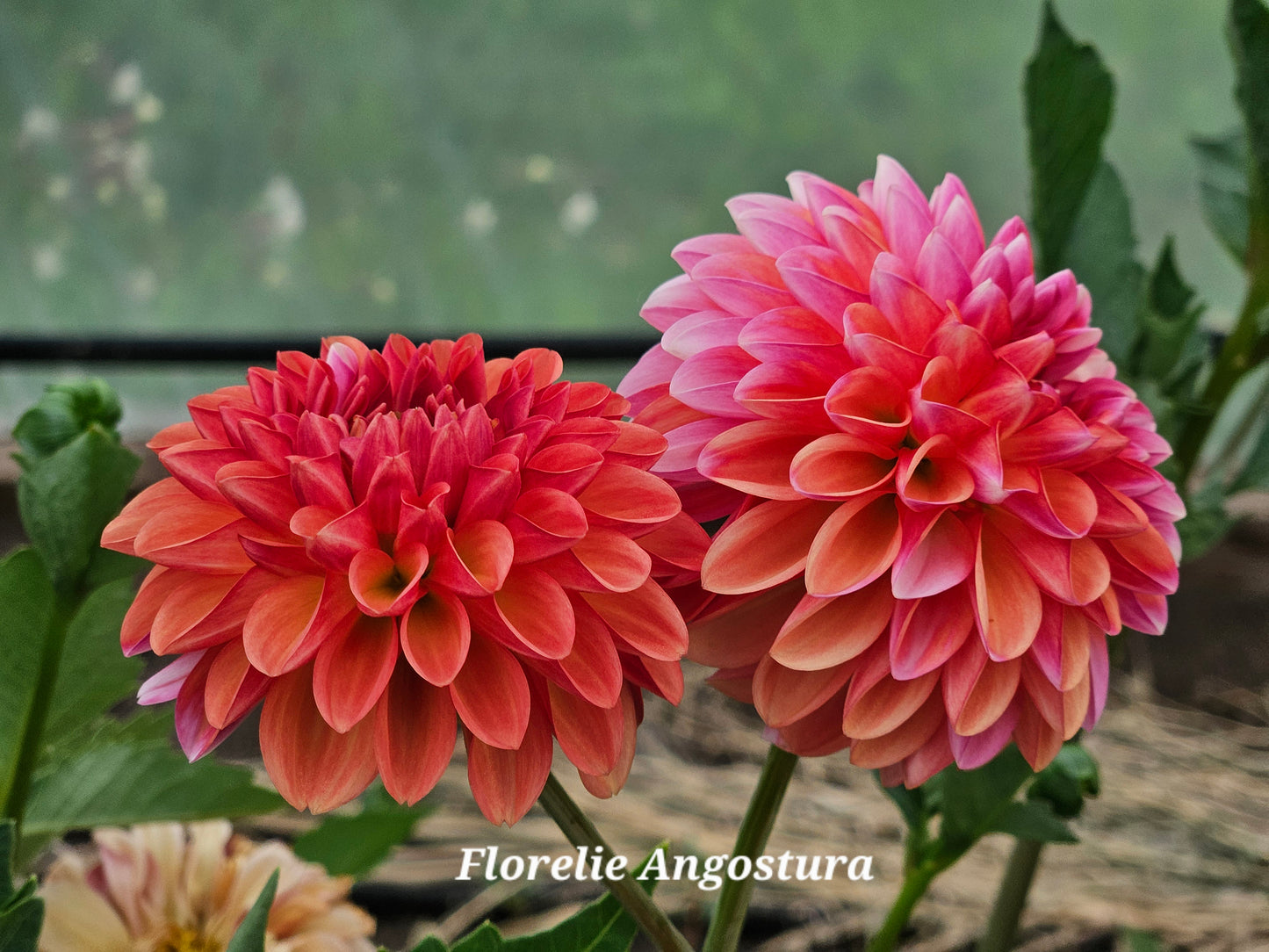 Florelie Angostura Rooted Cutting