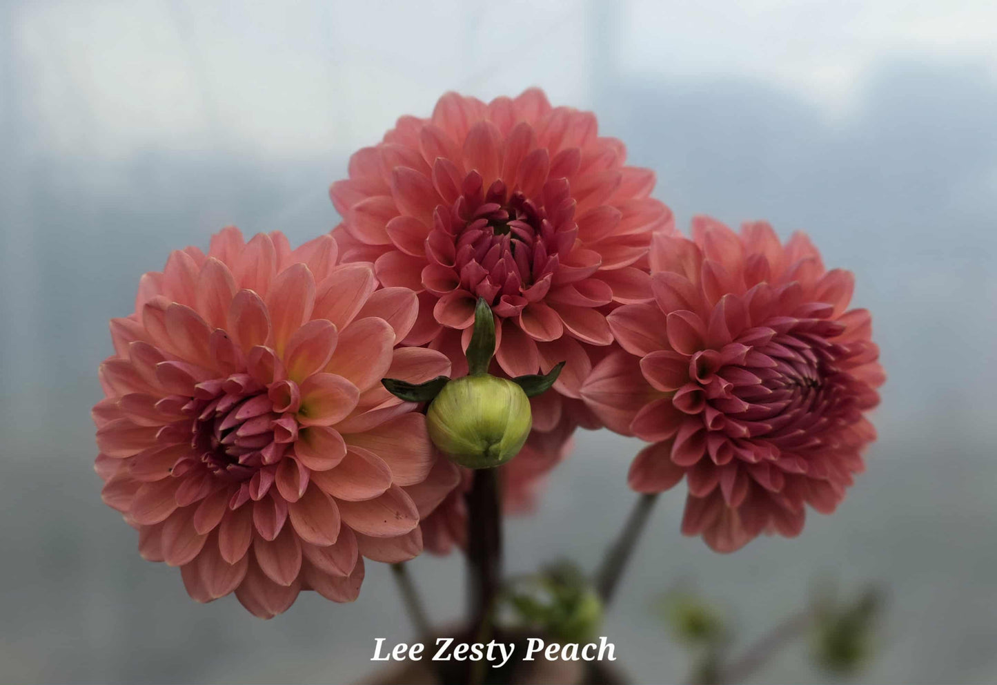Lee's Zesty Peach Tuber