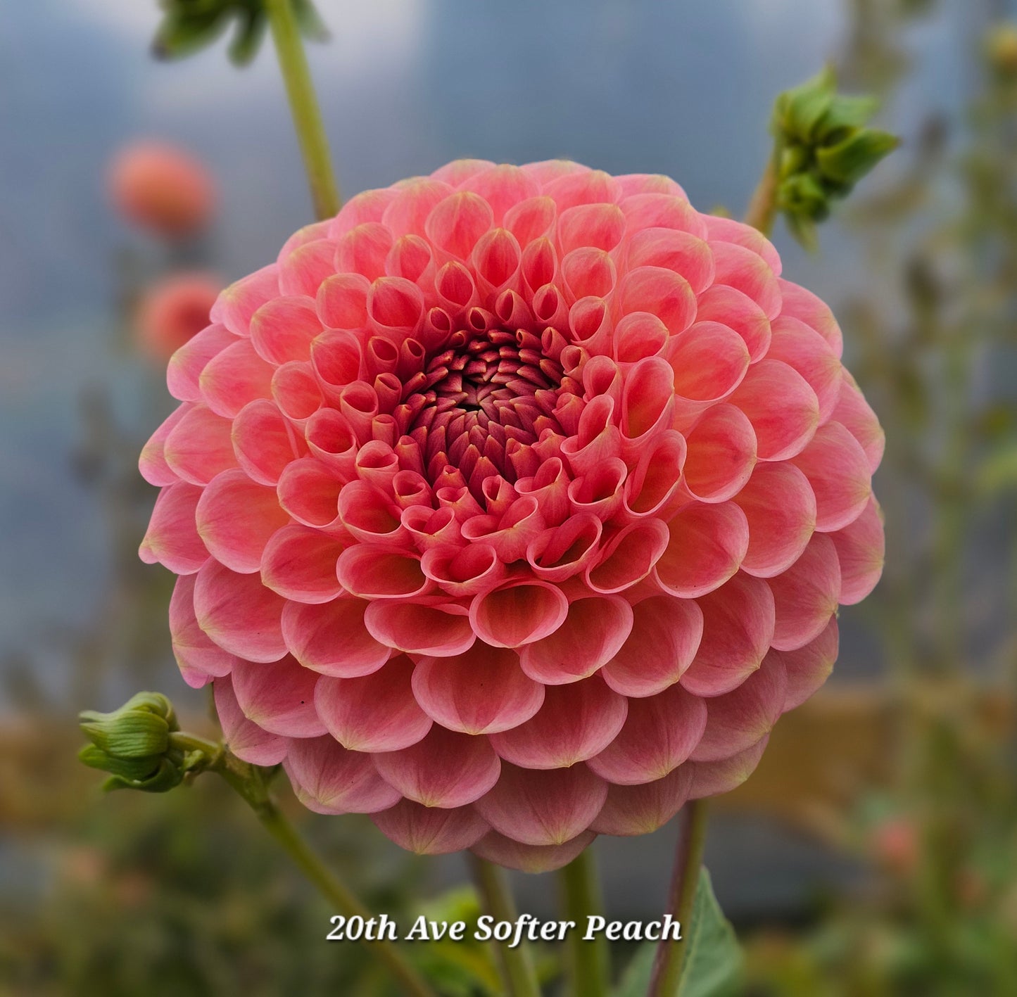 20th Ave Softer Peach Tuber
