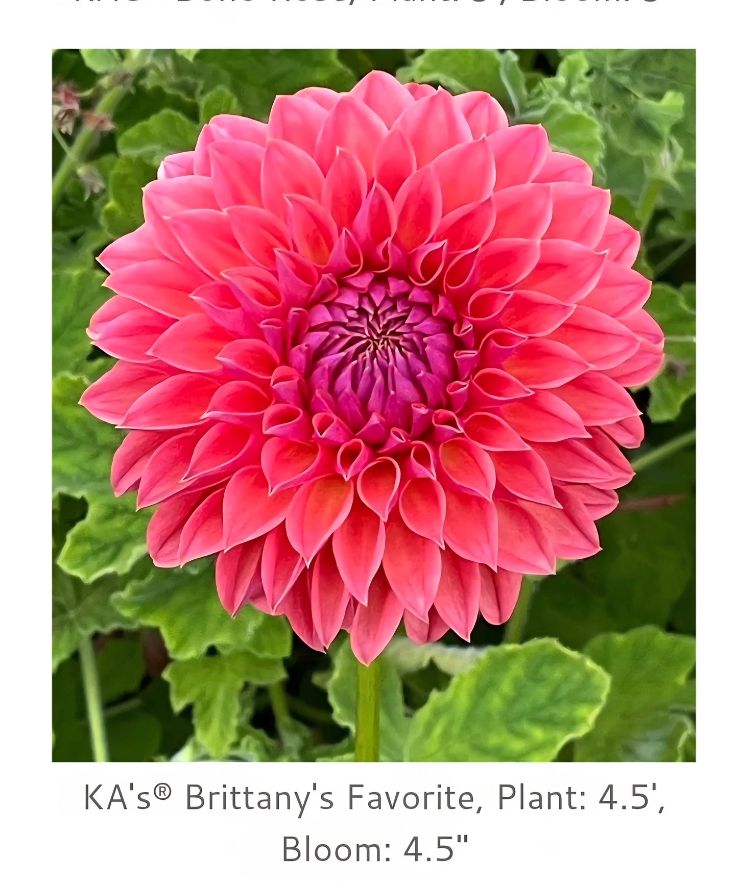 Ka Brittany Favorite Rooted Cutting 2026