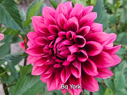 Bloomquist York Viable Tuber