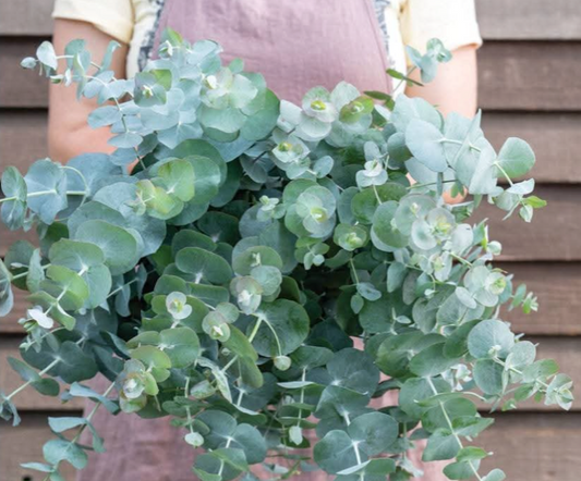 Eucalyptus - Silver Dollar