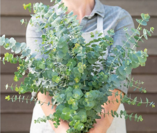 Eucalyptus - Baby Spiral