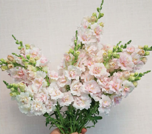 Snapdragon - Double Frappe Light Pink