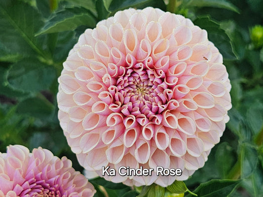 Ka Cinder Rose Rooted Cutting