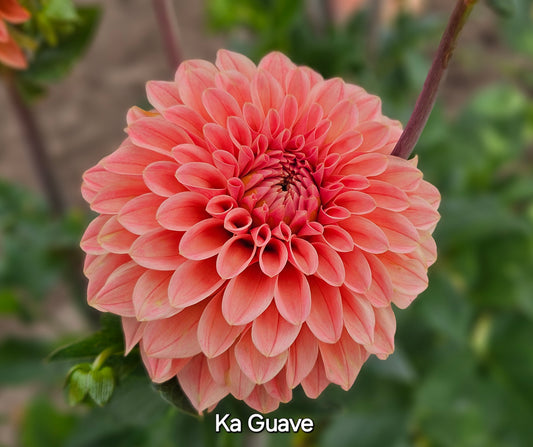 Ka Guava Rooted Cutting