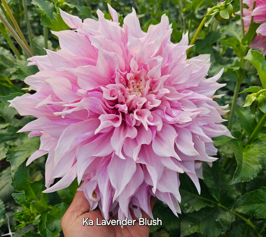Ka Lavender Blush Rooted Cutting