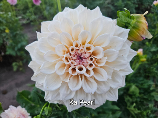 Ka Pearl Rooted Cutting