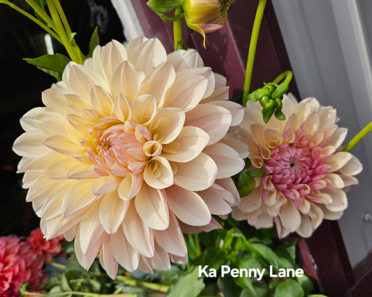 Ka Penny Lane Rooted Cutting